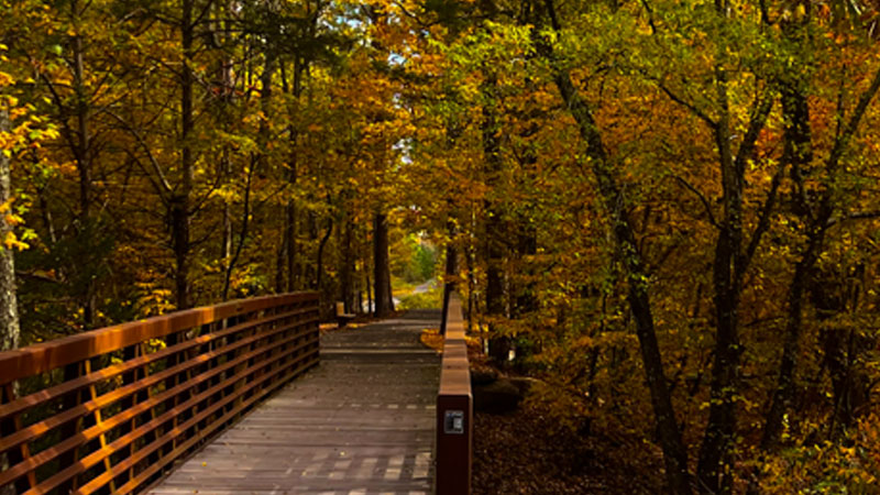 images/carousel/2026-fall-trees.jpg#joomlaImage://local-images/carousel/2026-fall-trees.jpg?width=800&height=450